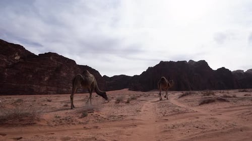 Two Camels Walking in the Desert of Wadi Rum and Eating Sand Grass