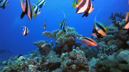 Tropical Underwater View Sea Fishes