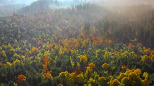 Aerial View of a Bright Autumn Forest on the Slopes of the Mountains in the Fog