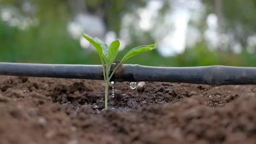 Seedling Growing with Drip Irrigation System