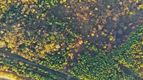 Autumn Against the Panoramic Deciduous Forest Trees