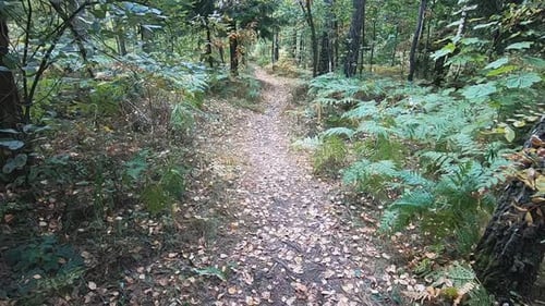 Marcher sur un chemin forestier