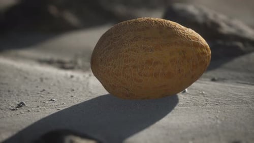 Desert Melone am Sandstrand