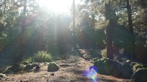 Camera Moves Slowly Through a Pine Spruce Forest in Beautiful Morning Light