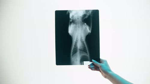 Hand Holding Animal X-Ray Medical Imaging