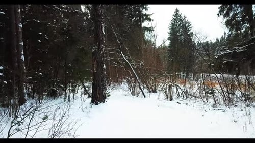 Winter Forest 13