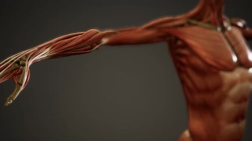 3D Medical Animation of Human Muscular and Skeletal System