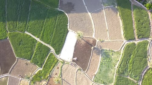 Rice fields among mountains and palm trees.A beautiful and quiet area.A region in the desert with pl
