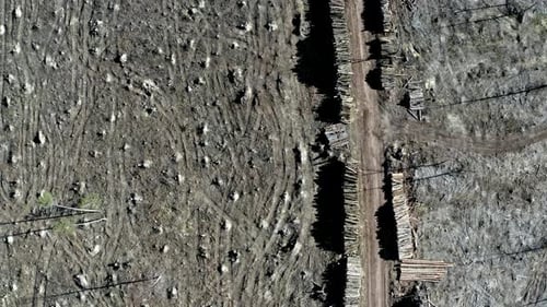 Vue aérienne de la déforestation. La forêt est enlevée pour fabriquer du bois.