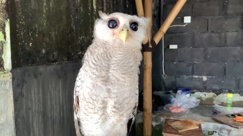 Owl with White Feathers Sitting Still
