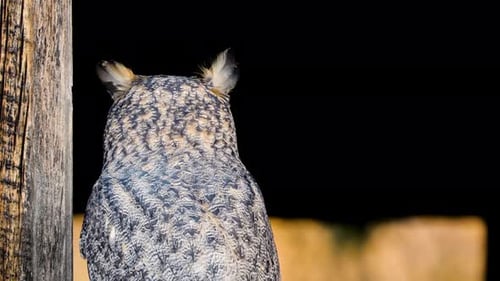 Majestic Great Horned Owl Perched Alertly