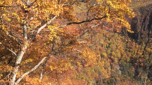 Autumn Trees