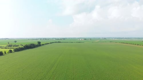 4K Aerial drone flying forwards towards a farmhouse over a cornfield
