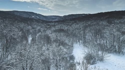 Winter Forest Nature Snow Covered Winter Trees