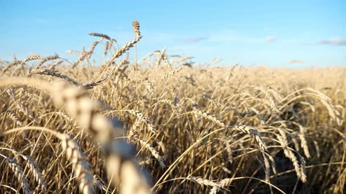 Camera Movement Among Ears of Ripe Wheat