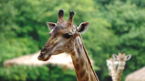 Nahaufnahme einer Giraffe, die sich in der Natur ausruht