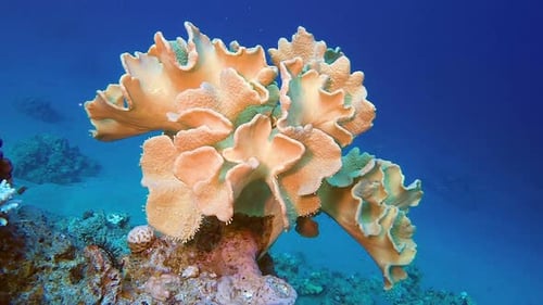 Underwater Soft Coral in Tropical Marine Environment