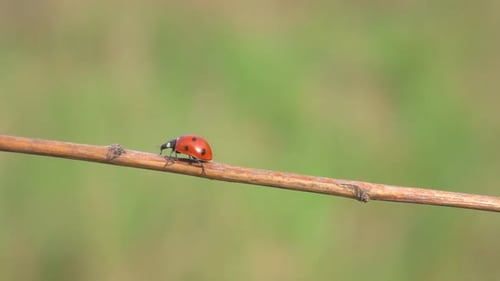 Ladybug Crawling on a Branch in Close Up