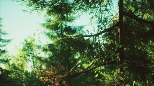 Green Cone Trees in Bright Sun Light