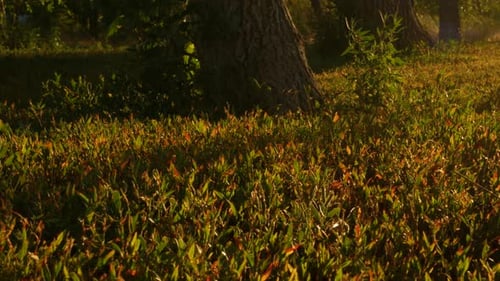 Magical autumn lawn with colorful red and green grass. Beautiful summer morning in the forest