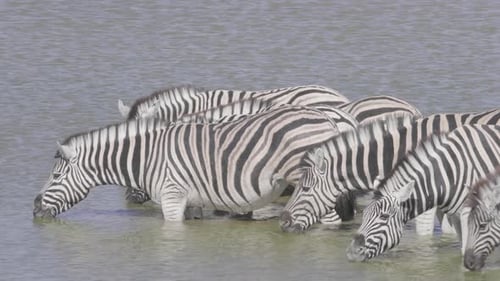 Trinken von Zebras im Wasserloch
