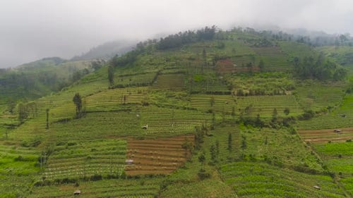 Terraced Farmland on Rolling Hills Aerial View