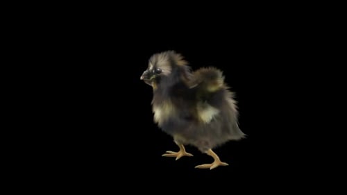 Adorable Fluffy Chick Walking Animation