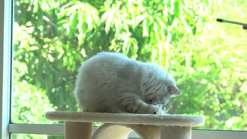 Cute Persian Cat Playing On Cat Tower