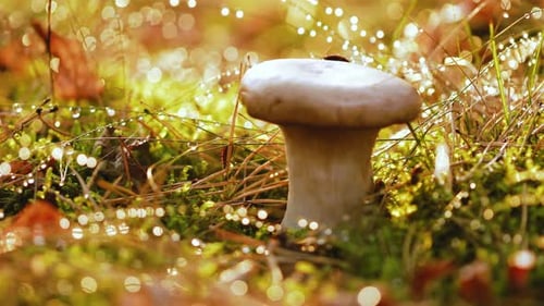 Mushroom Boletus In a Sunny Forest