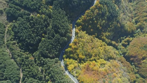 Top View of Two Transportation Vans, Trucks Driving Along Forest Road at Sunny Fall Day