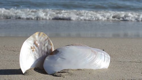 Cockleshells 13