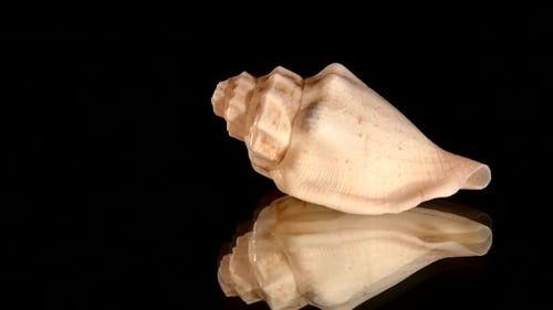 Petit coquillage marin isolé sur fond noir, rotation, réflexion