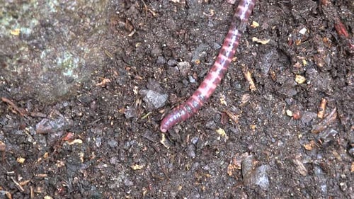 Regenwurm auf dem Boden