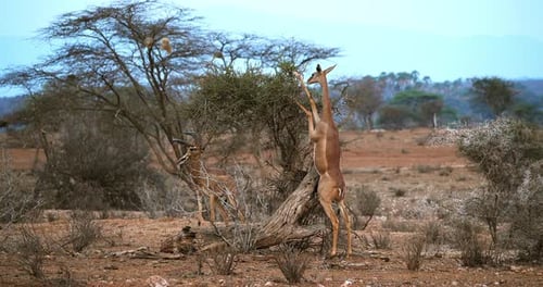 Gazelles Eating Leaves in the African Savannah