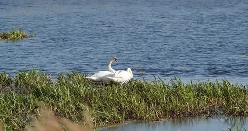 Des cygnes sauvages vivent sur l'étang