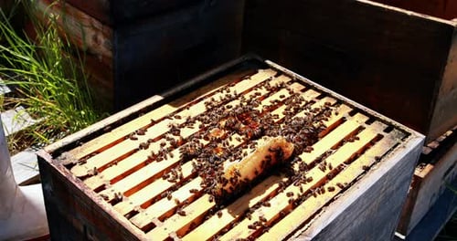 Gros plan du cadre d'abeilles mellifères recouvert d'abeilles