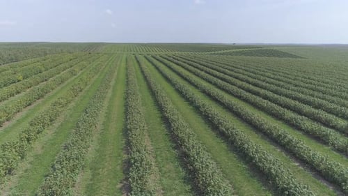 Aerial view of currant plantation