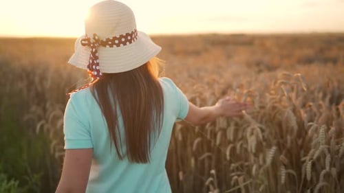 Woman in a Hat and a Blue Dress Walks Along a Wheat Field and Touches Ripe Spikelets of Wheat with