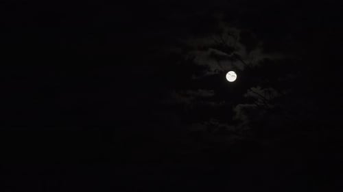 Full Moon Shines Through Clouds and Tree Branches