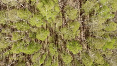 Top View of the Endless Forest