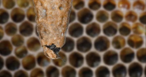 |European Honey Bee, apis mellifera, Emergence of a Queen, Bee Hive in Normandy, Real Time 4K