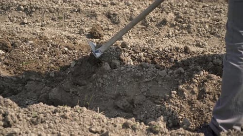 Farmer Manual Working in Organic Natural Farm