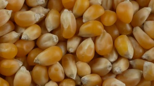 Des grains
de maïs soufflé jaunes. En gros plan.