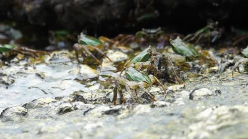 Crabes sur le rocher à la plage