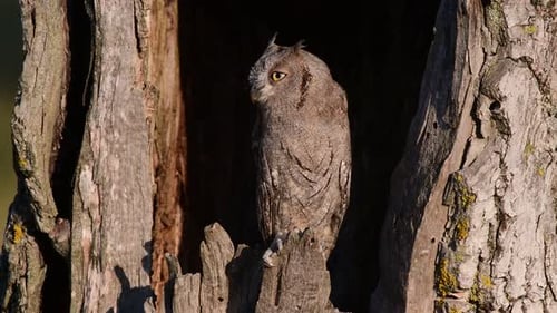 Owl Perched in a Tree