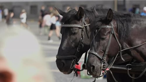harnessed horses in the city among tourists