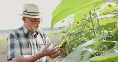 The Senior Farmer in Hat Examining the Sunflower in Field and Rejoicing