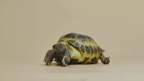 Une tortue mâche une feuille de pissenlit vert juteux en studio sur fond beige
