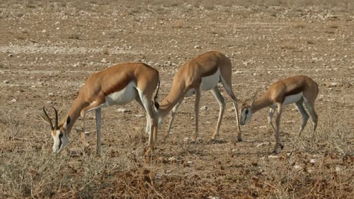 Feeding Springbok Antelopes - Etosha National Park
