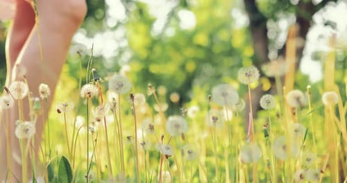 Dandelions Swaying in Sunny Green Summer Field